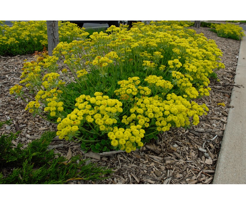Kannah Creek Buckwheat